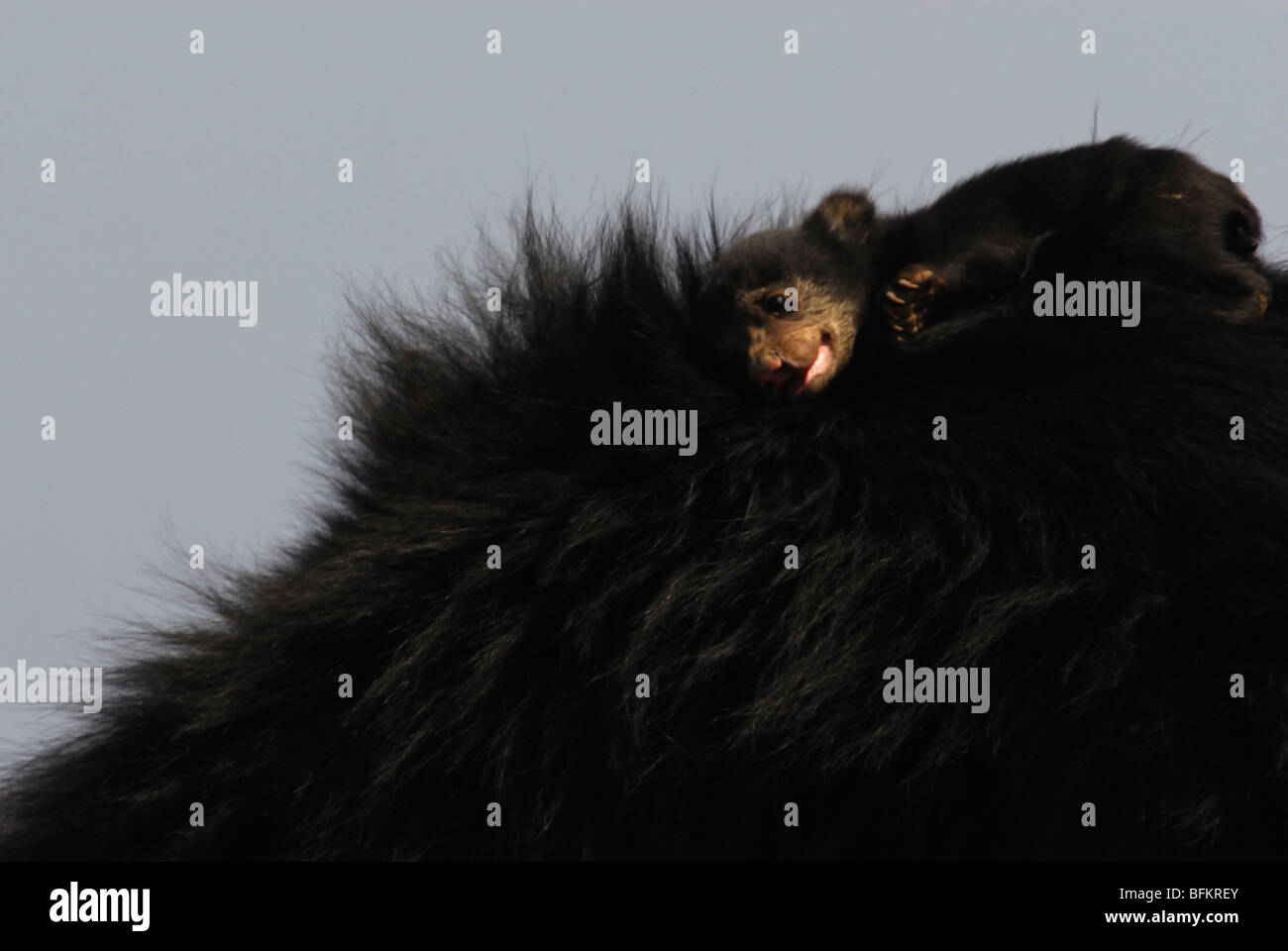Slother Bear Cub auf Mutters Rücken schlafen Stockfoto