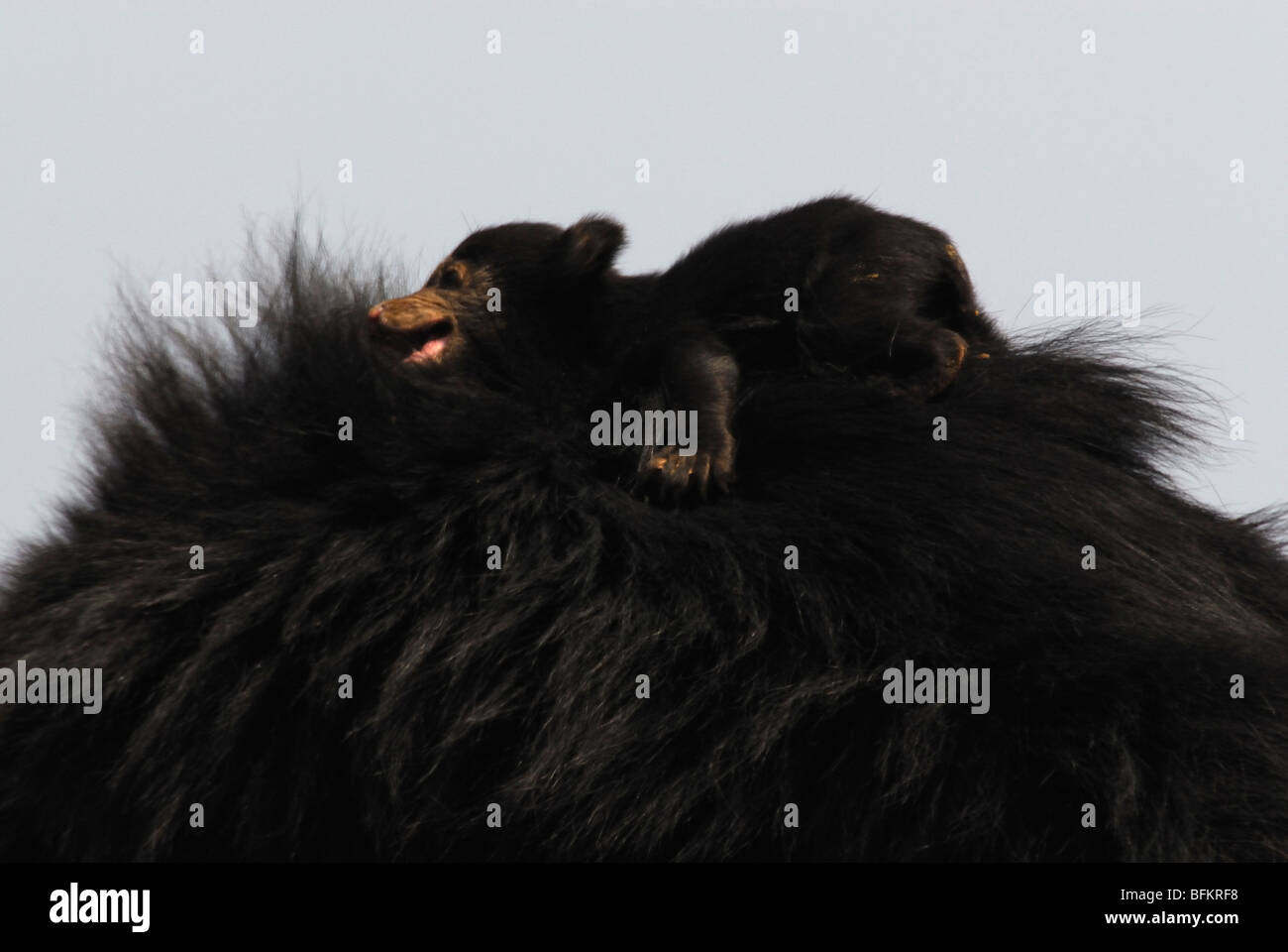 Sloth Bear Cub schlafen Stockfoto