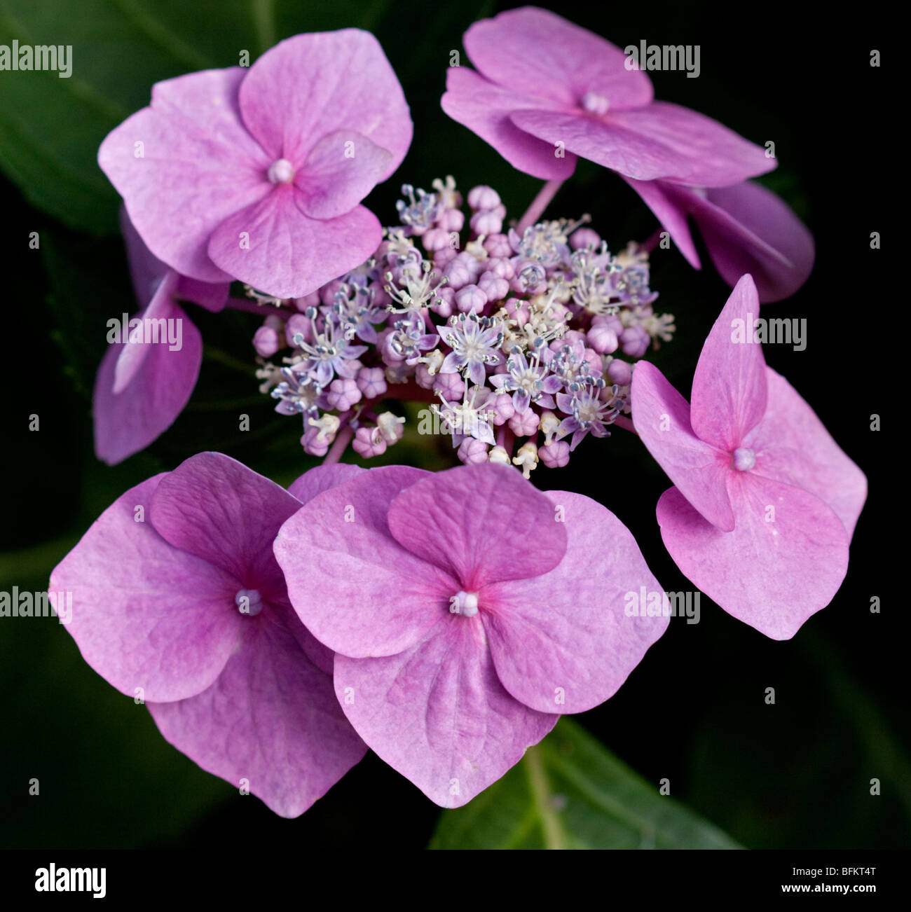 Hortensie Glut Stockfoto Hortensie Glut Stockfoto