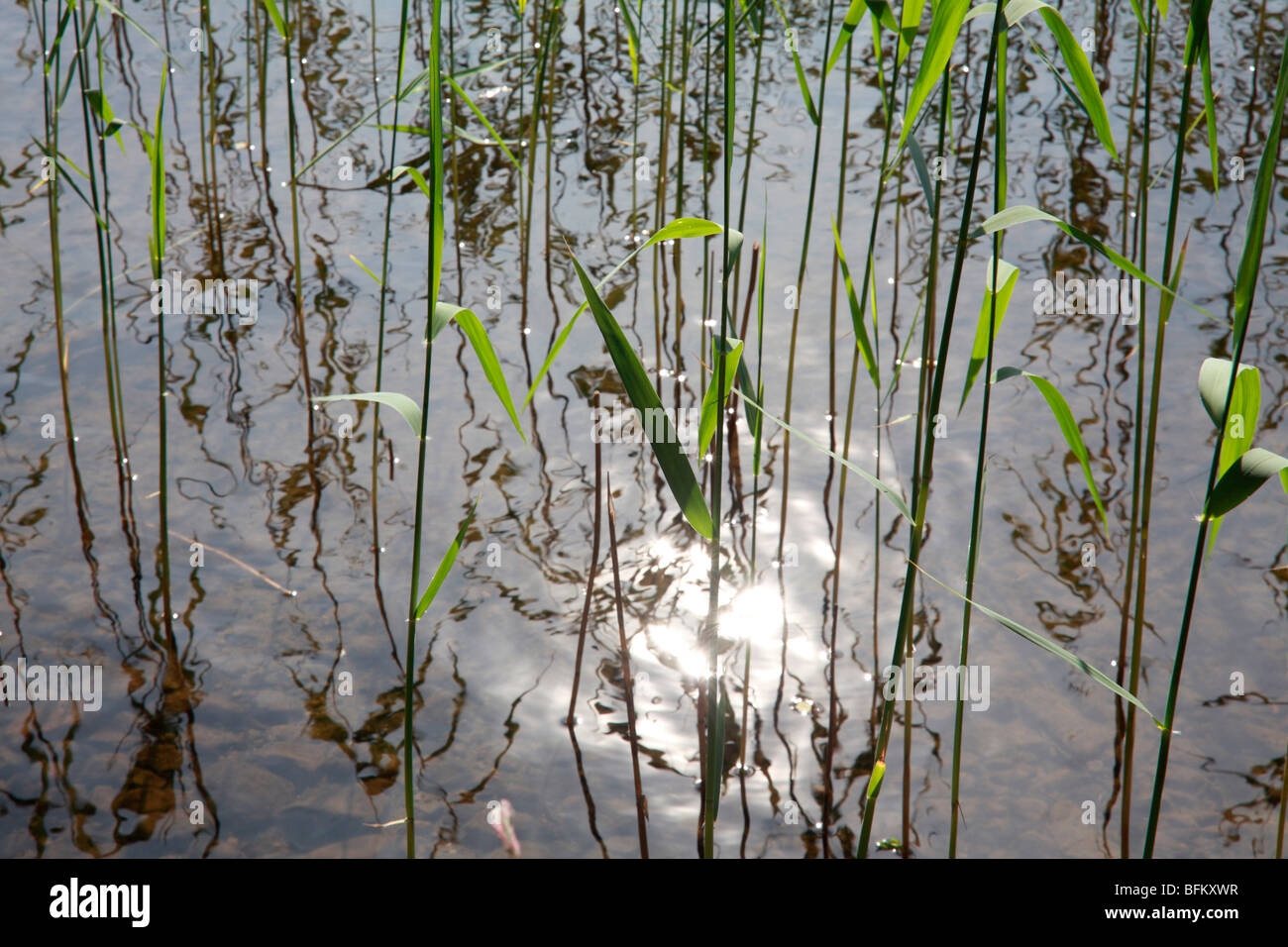 Gemeinsamen Schilf (Phragmites Australis) wächst in einem See in Schweden. Stockfoto