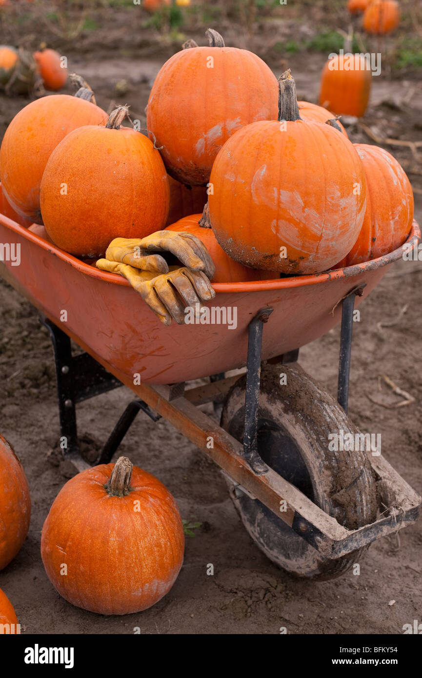 Im Herbst feiern mit Schubkarren voller Kürbisse mit Handschuhen im Kürbisbeet Marysville Washington State USA Stockfoto
