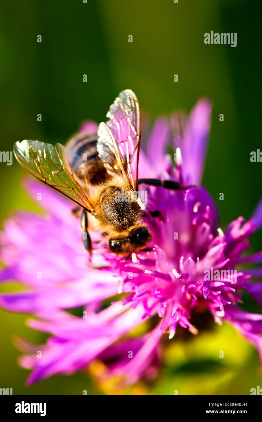 Nahaufnahme der Honigbiene auf Flockenblume Blüte Stockfoto