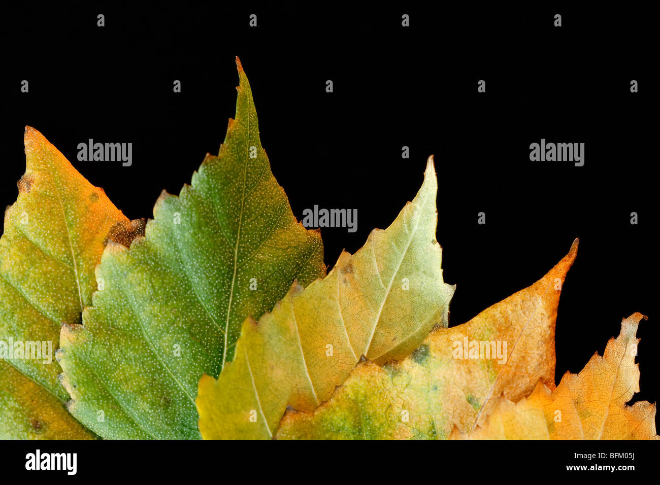 Eine Reihe von Grün und gelb Herbst Birke Blätter auf schwarzem Hintergrund Stockfoto