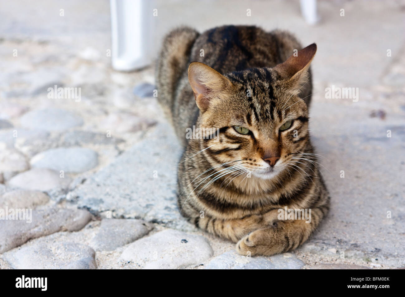 Tabby Katze lebt in einem kubanischen resort Stockfoto