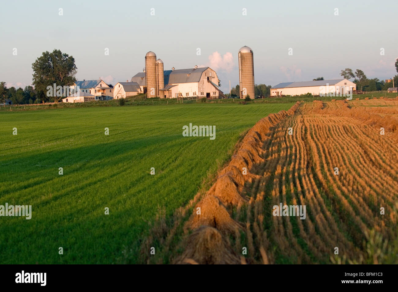 Heuernte auf einem amischen Bauernhof im oberen Staat New York Stockfoto
