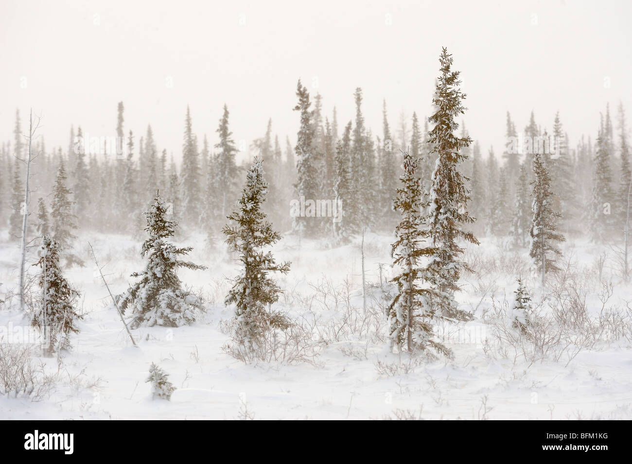 Borealen Wald im Blizzard, Churchill, Manitoba, Kanada Stockfoto