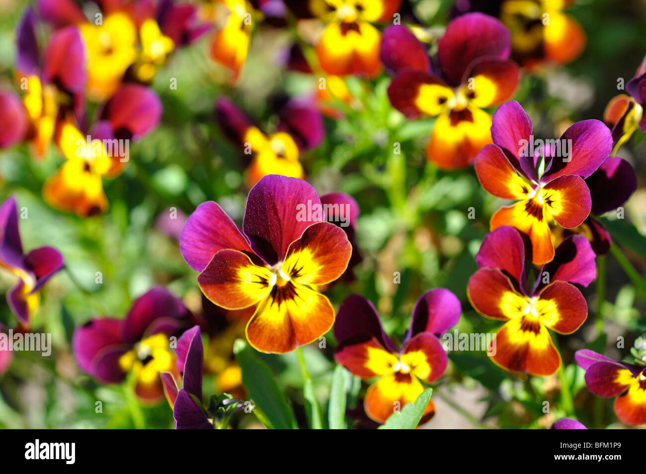 Stiefmütterchen aka Stiefmütterchen Veilchen (Viola Tricolor Hortensis) Stockfoto