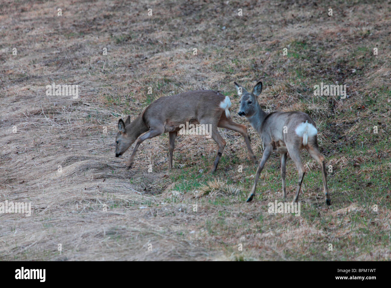 Reh (Capreolus Capreolus) grasen auf einer Wiese im zeitigen Frühjahr. Vaesternorrland, Schweden. Stockfoto