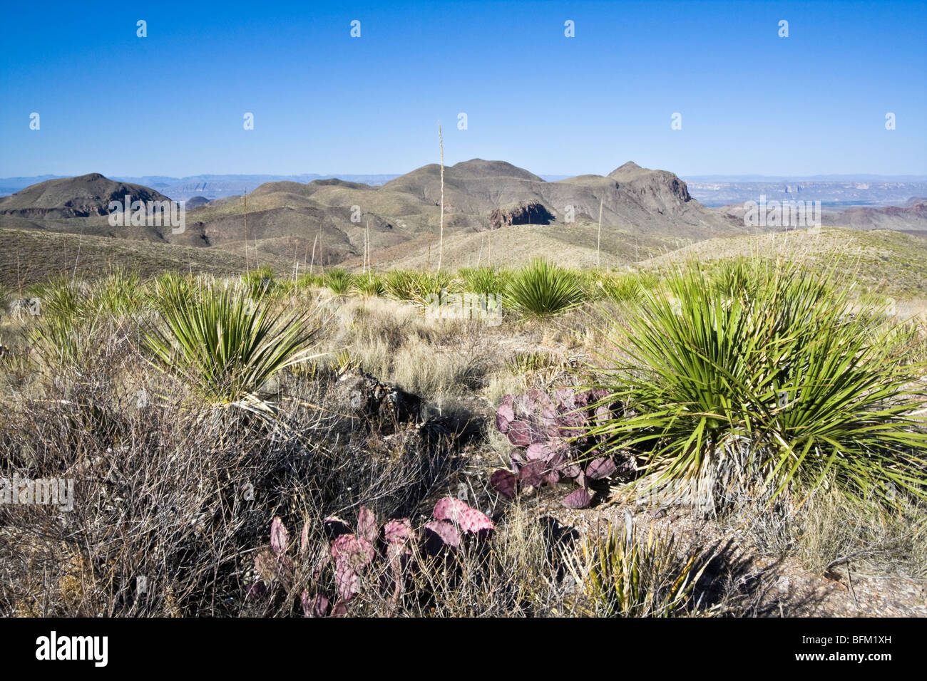 Landschaft von Big Bend Nationalpark. Stockfoto