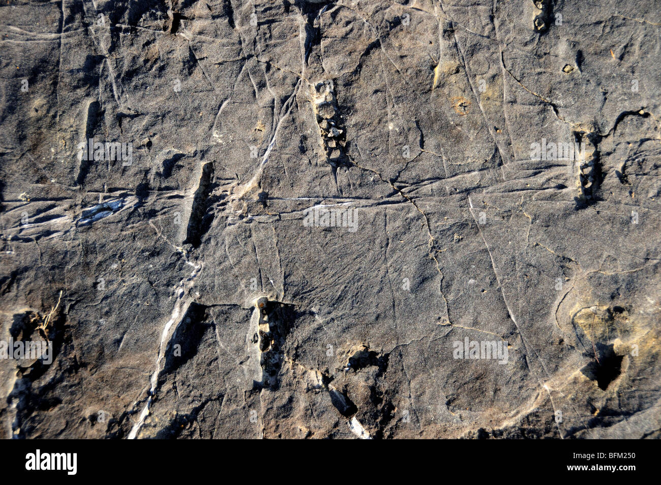 Organischen reiche (Asphalten) Sandstein, Oklahoma, USA. Stockfoto