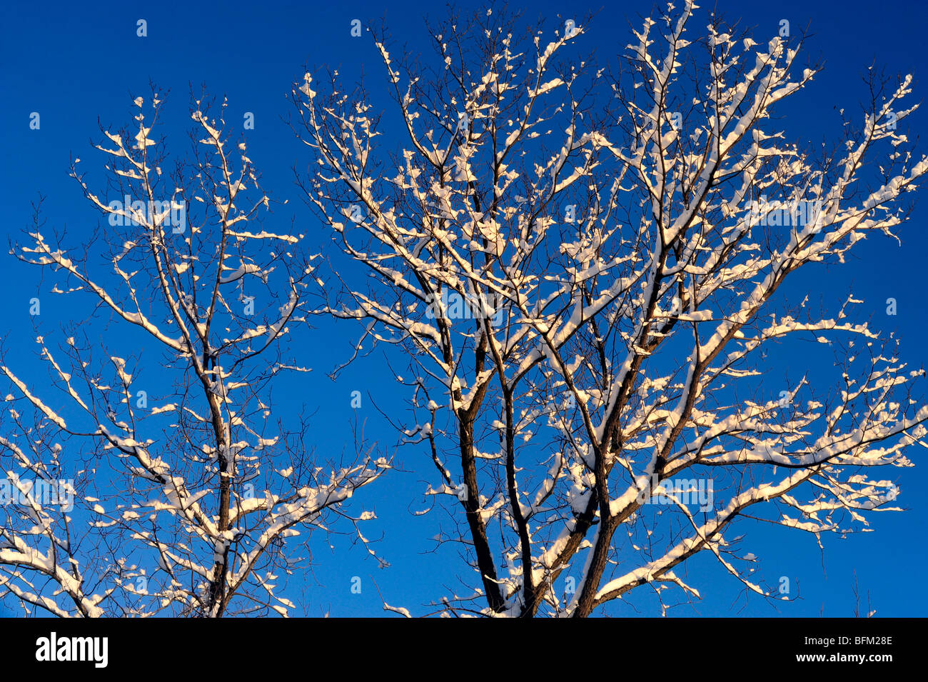 Neuschnee auf Ästen, Greater Sudbury, Ontario, Kanada Stockfoto