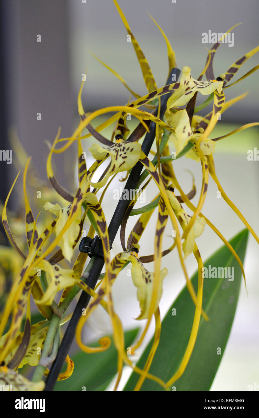 Übergreifende Brassia Orchideen (Brassia Arcuigera Stockfotografie Alamy