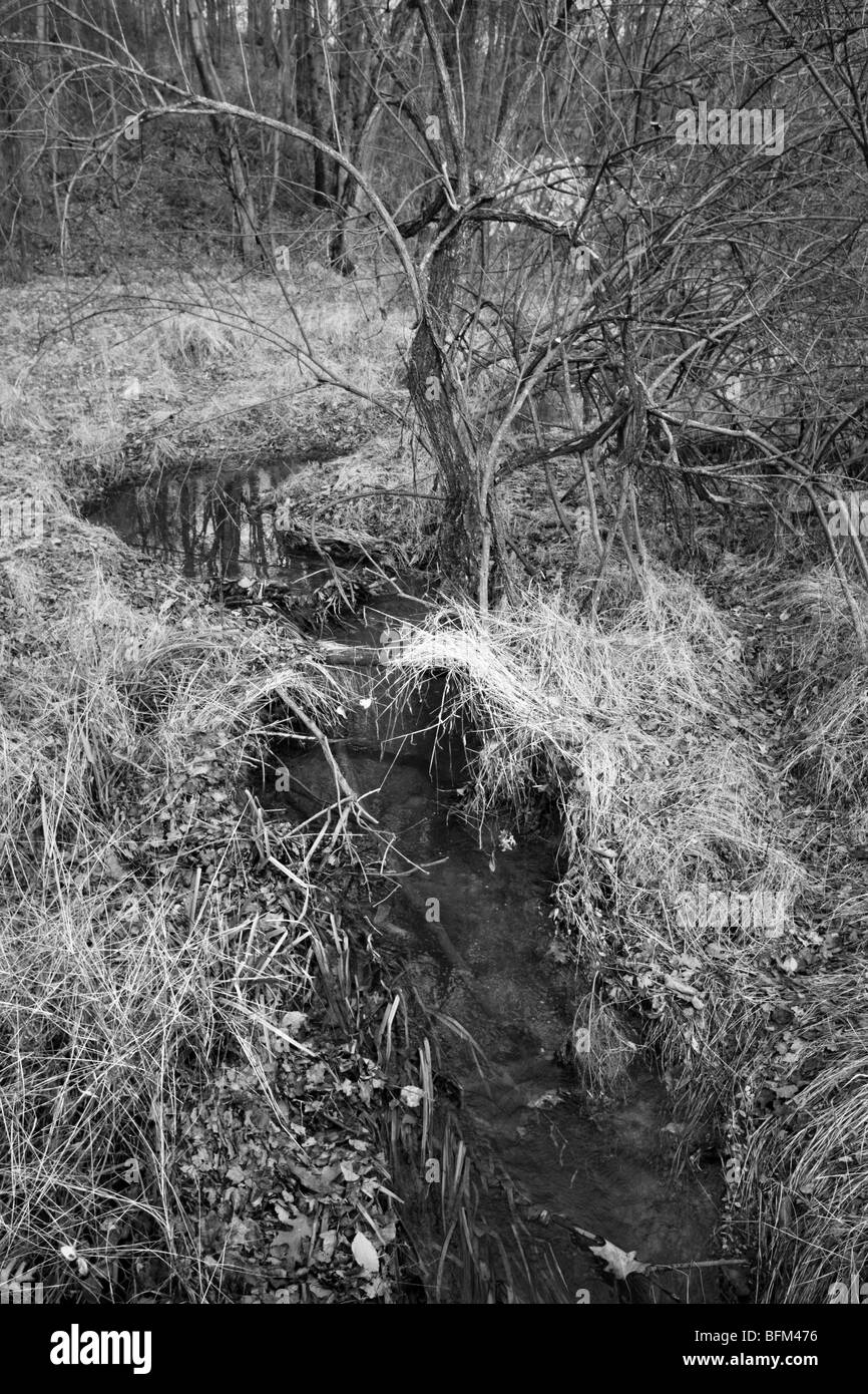 Bach im Wald in schwarz / weiß Stockfoto