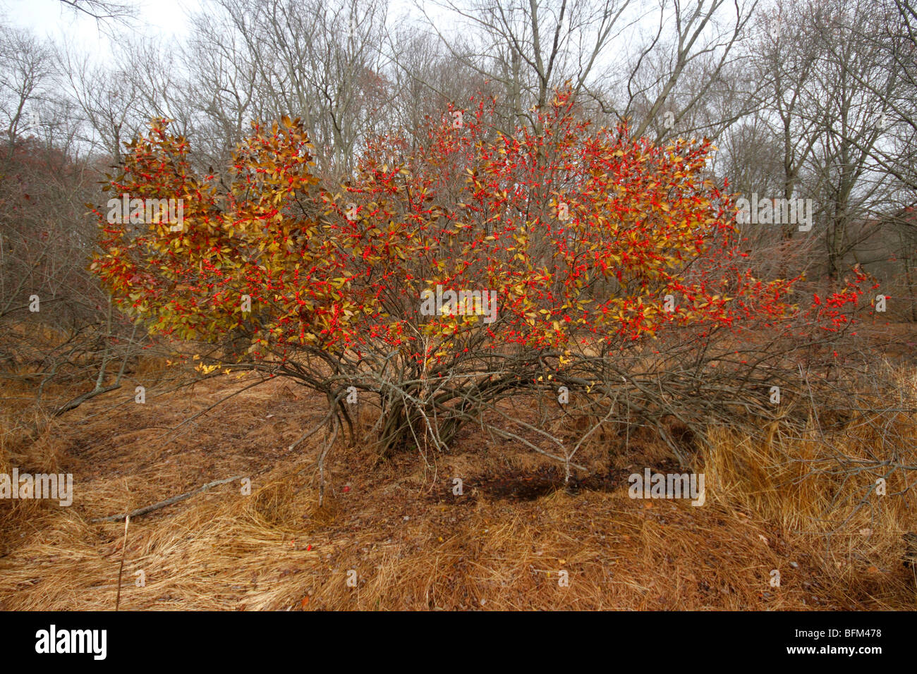 Rote Blätter auf Bush in Sümpfen von Cheesequake Park, NJ Stockfoto