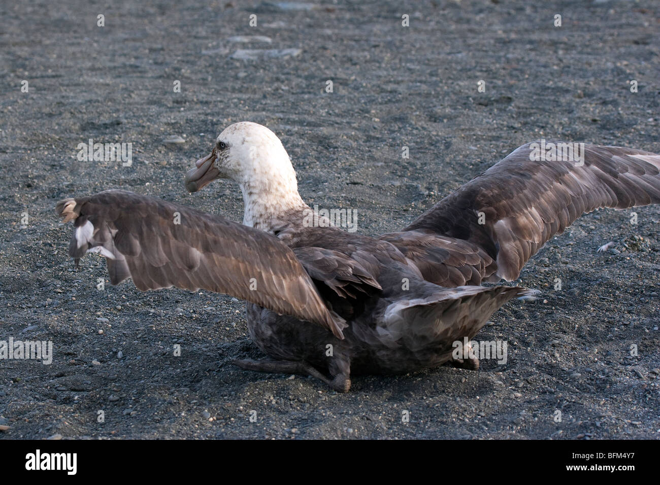 Südlichen Giant Petrel erstreckt sich seine Flügel, Gold Harbour, South Georgia Island Stockfoto