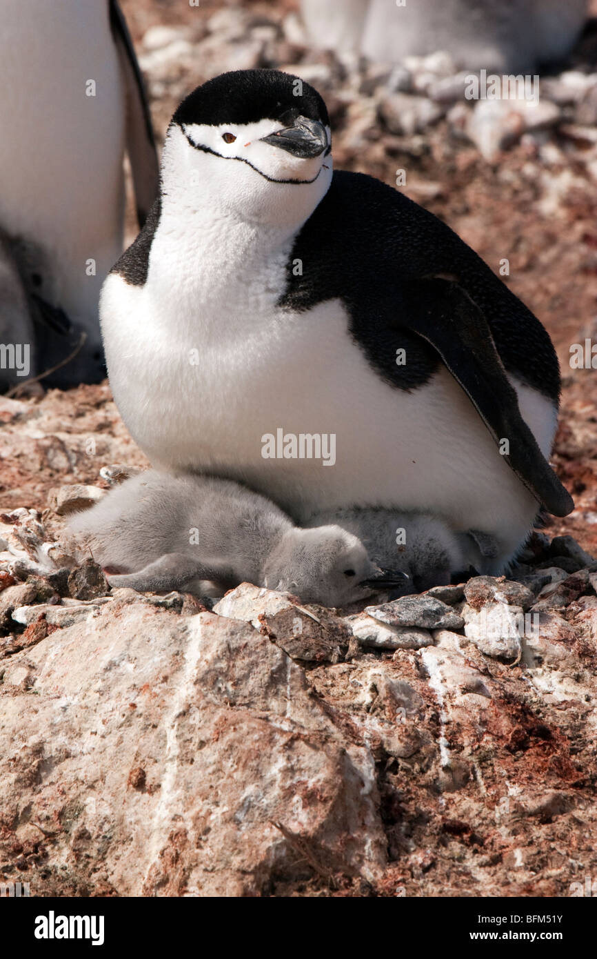 Kinnriemen Pinguin auf Nest mit zwei Küken, Penguin Island, Antarktis Stockfoto