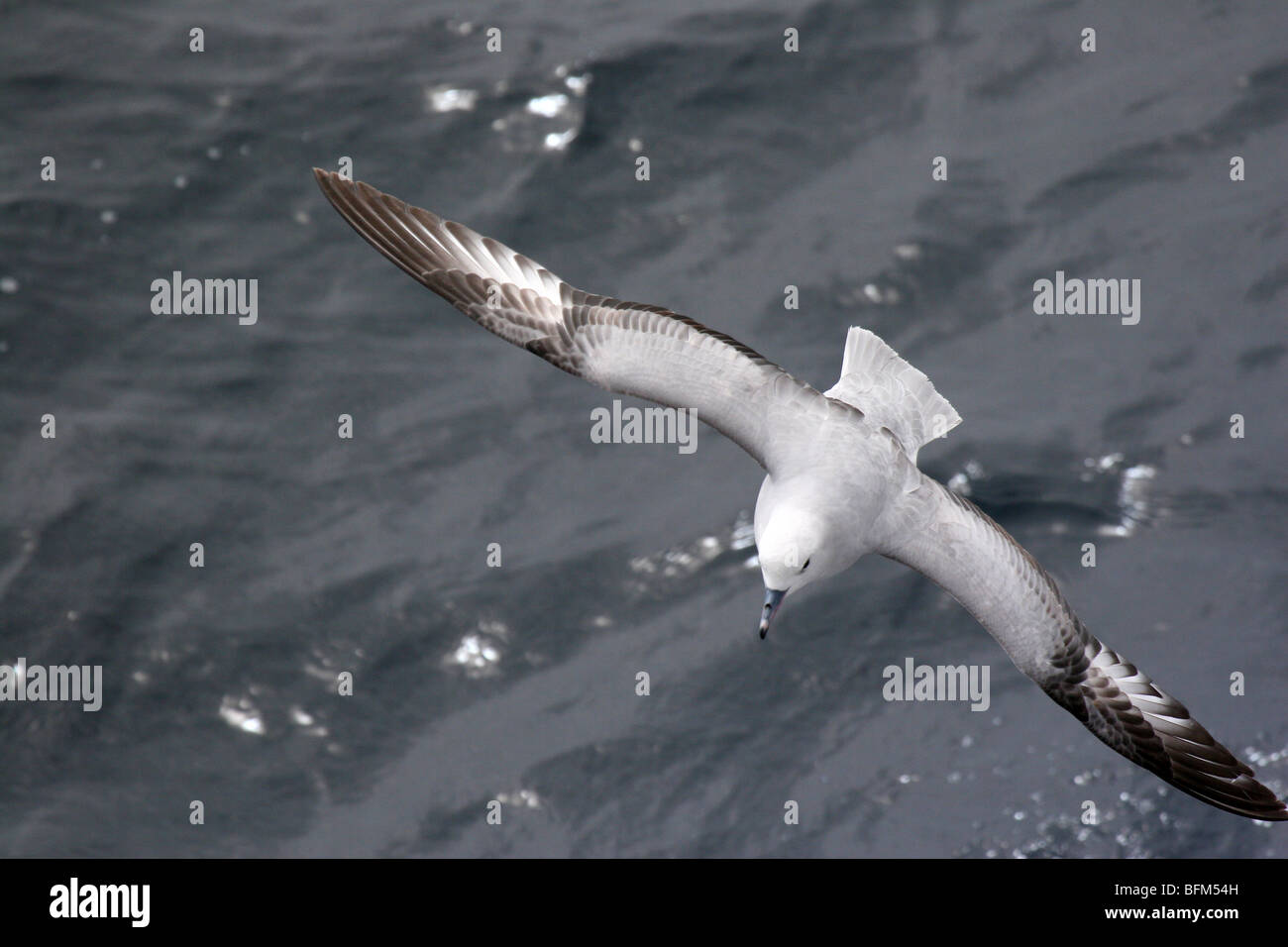 Southern Fulmar im Flug, Scotia Meer Stockfoto