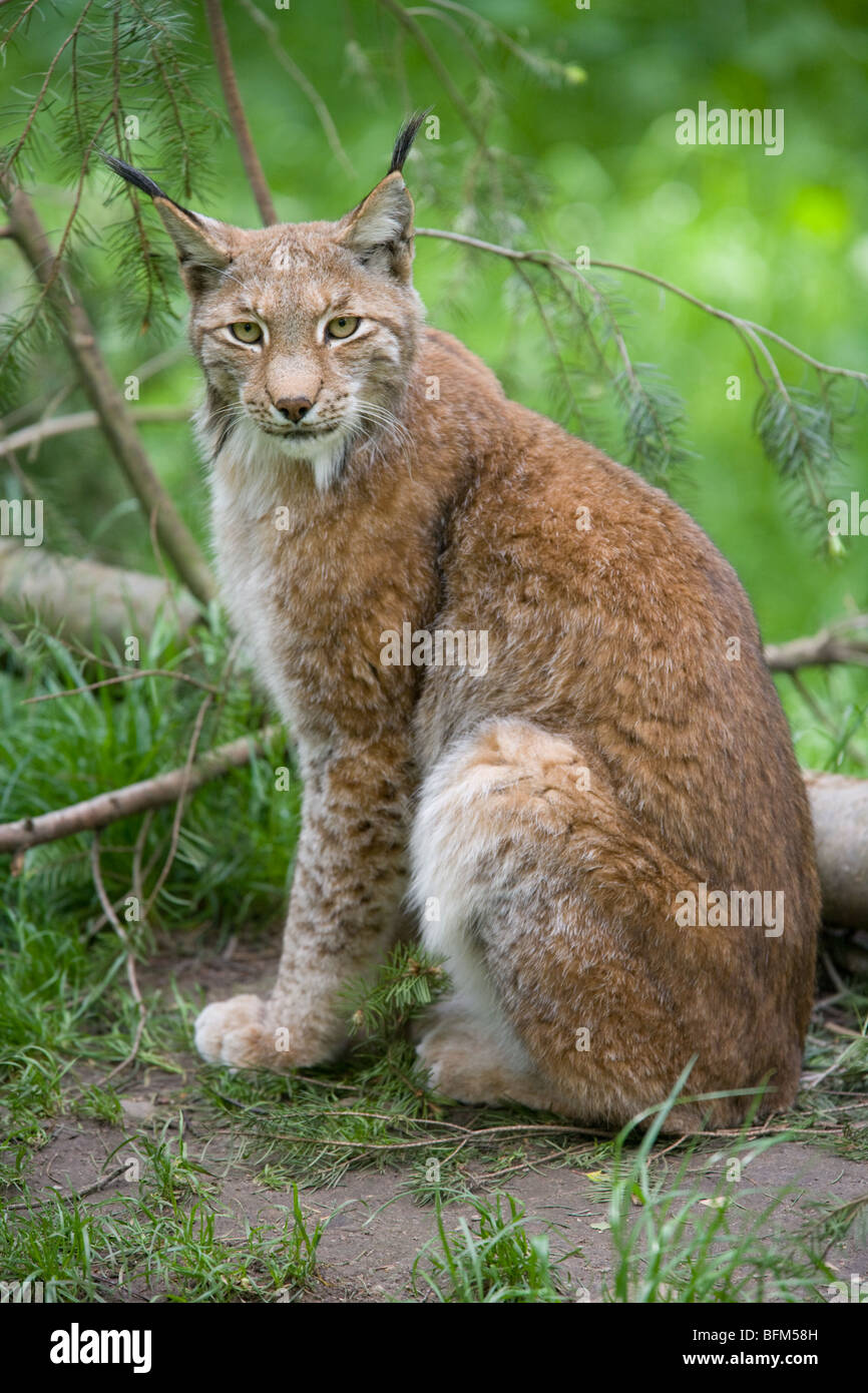 Europäische Luchs - Lynx lynx Stockfoto