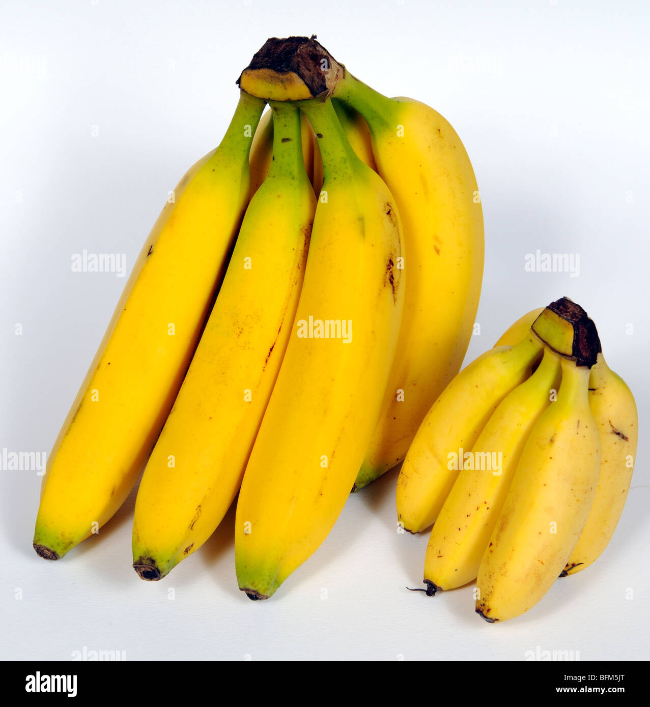 Zwei Bündel von reifen Bananen große und kleine Sorten produzieren von ...
