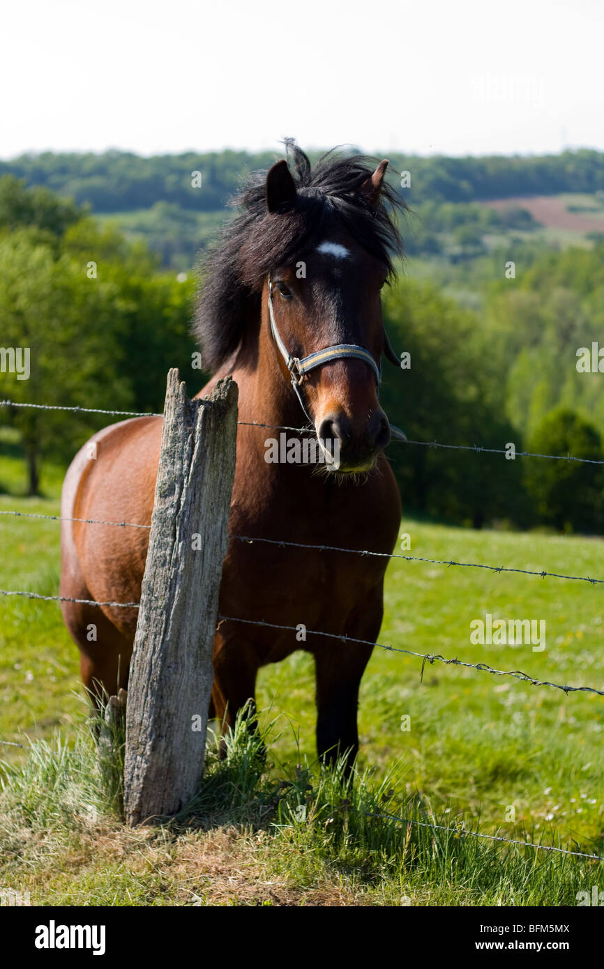 Pferd im grünen Tal neben Zaun Stockfoto