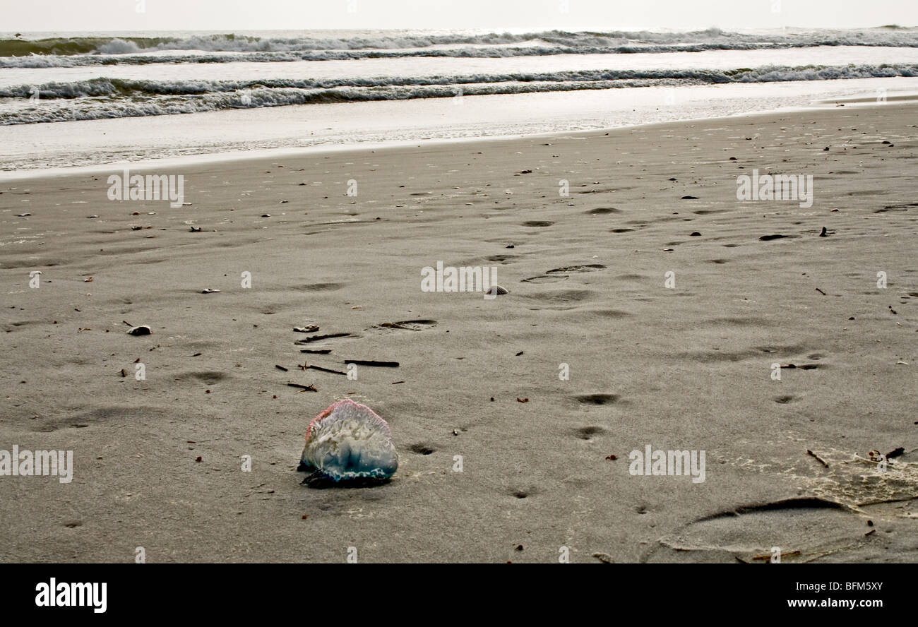 Kriegsschiff Quallen am Strand in Jacksonville Beach, Florida Stockfoto