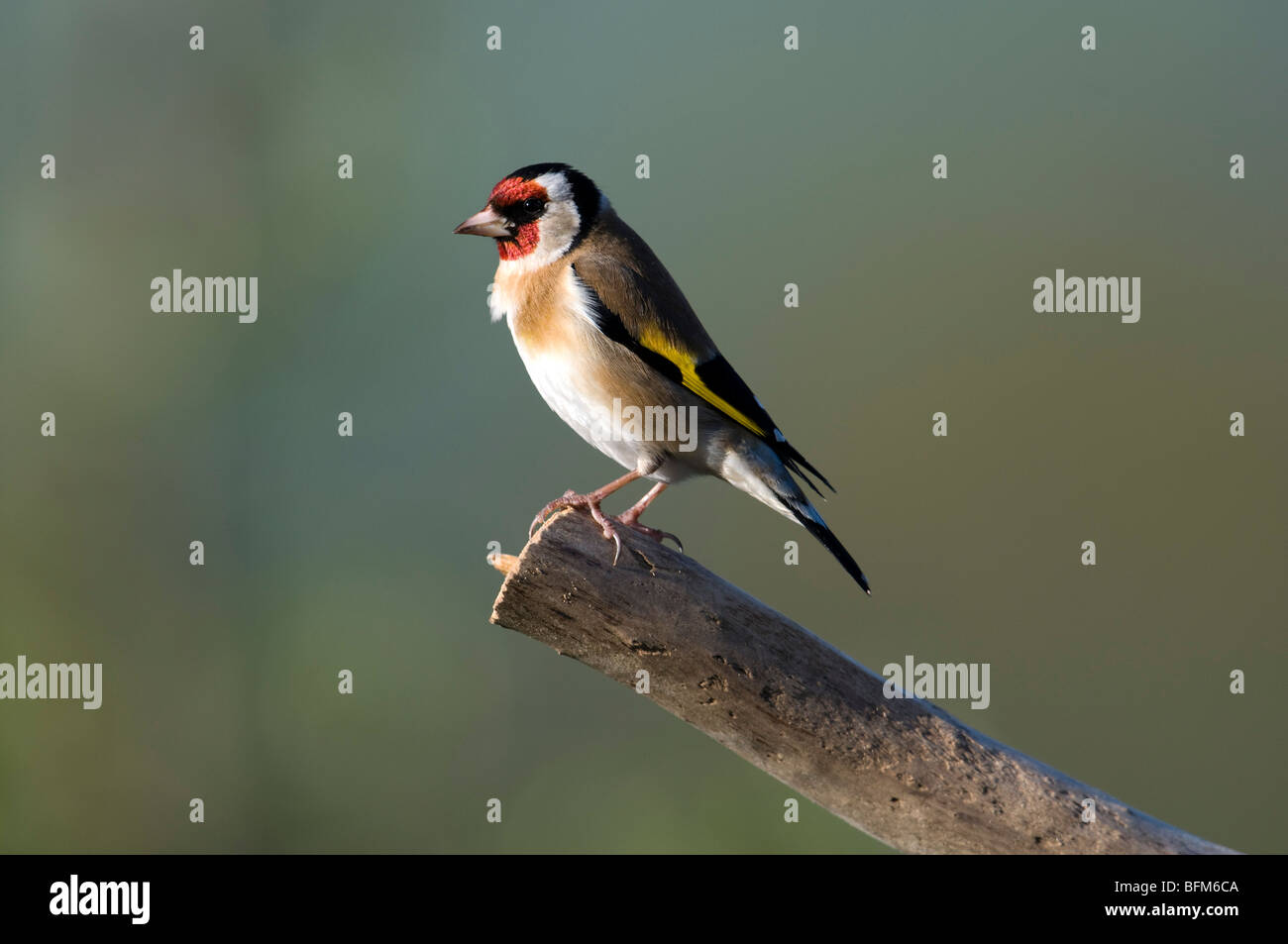 Stieglitz (Carduelis carduelis) Stockfoto
