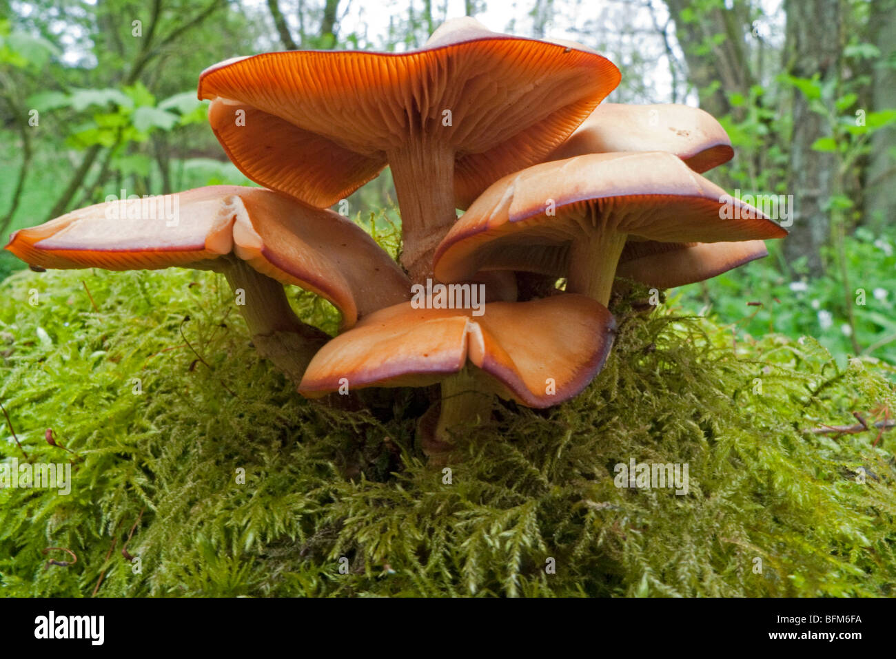 Samt Schaft - Winter Pilz (Flammulina Velutipes) Stockfoto