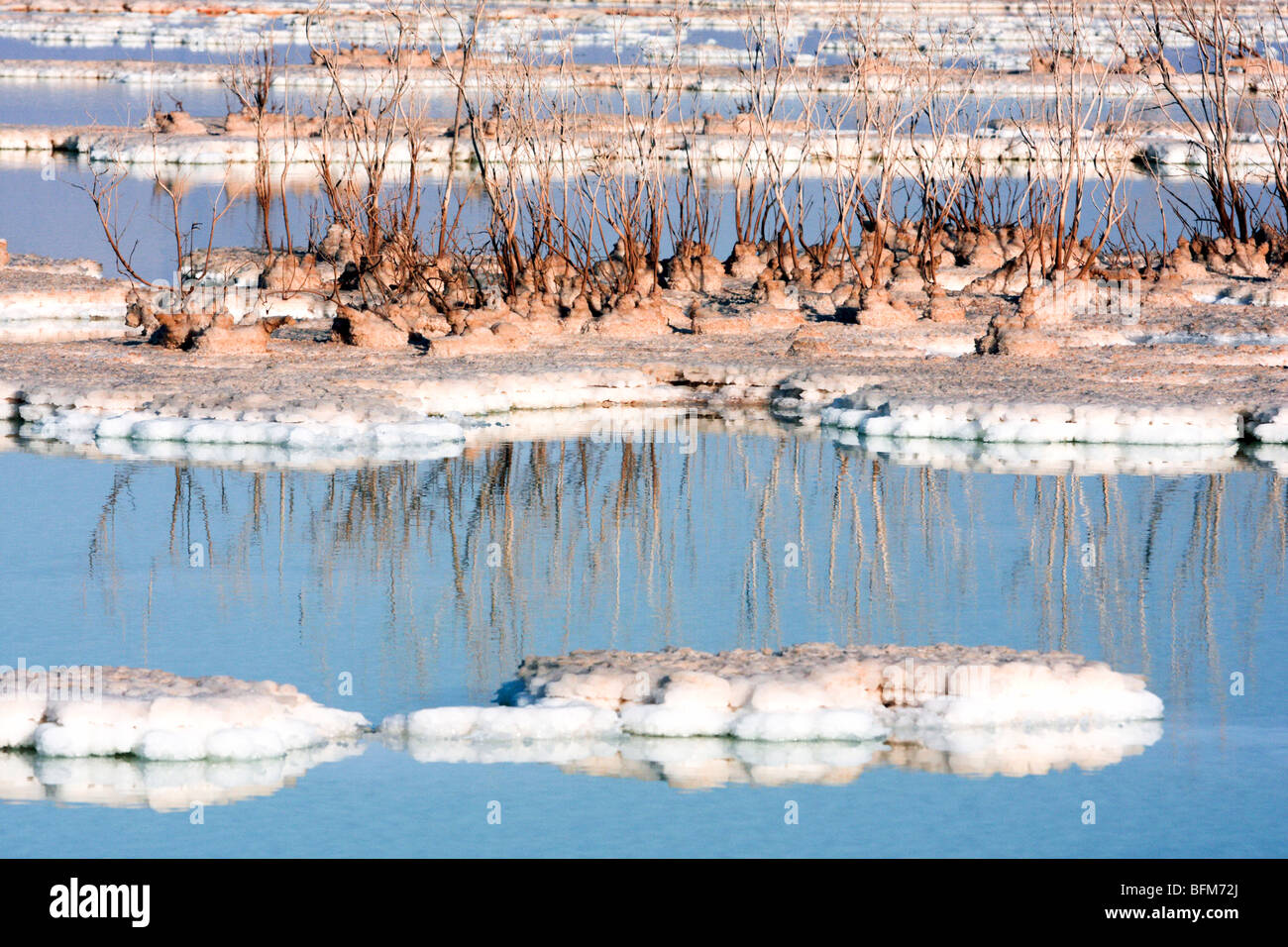 Israel, Totes Meer Salz Bildung verursacht durch die Verdunstung des Wassers Klirren, Tote Sträucher Stockfoto