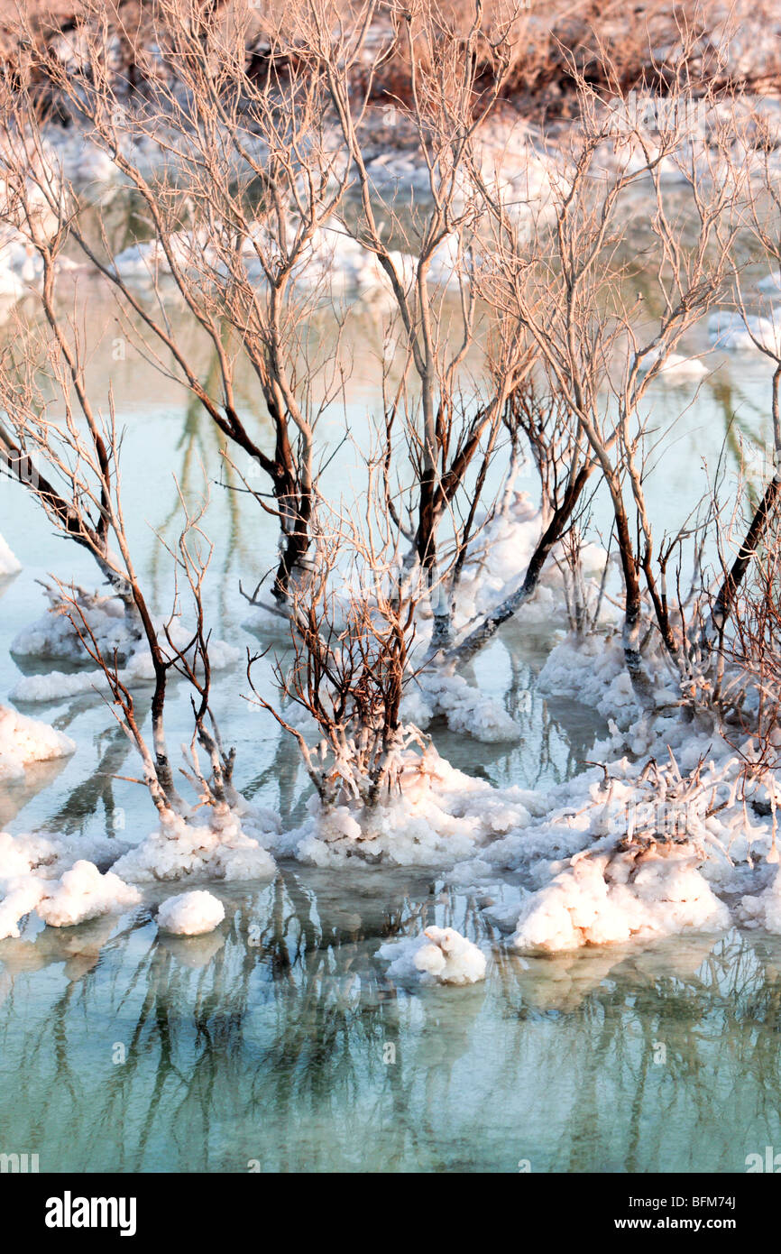 Israel, Totes Meer Salz Bildung verursacht durch die Verdunstung des Wassers Klirren, Tote Sträucher Stockfoto