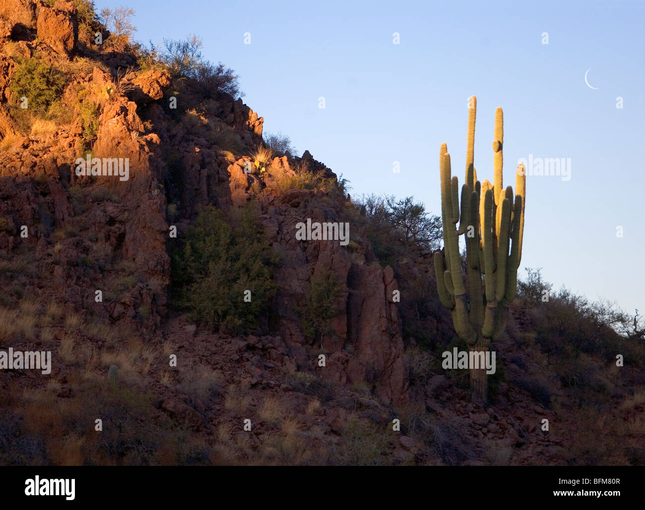 Großen Saguaro Kaktus auf dem Vista-Trail an der Muleshoe Ranch Arizona. Carnegiea gigantea Stockfoto