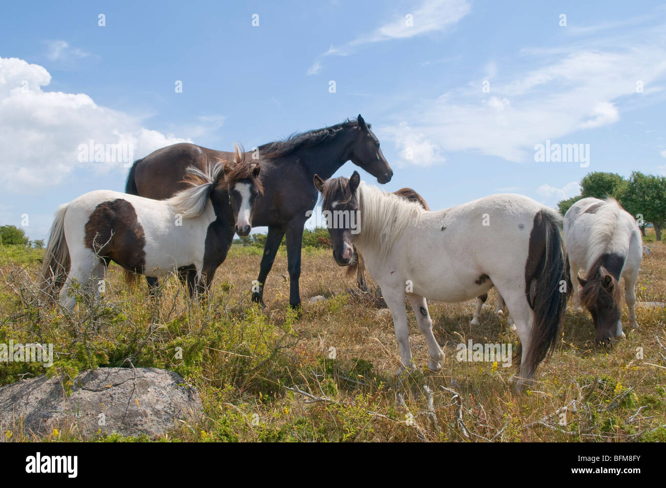 Pferde auf ein Moor. Stockfoto