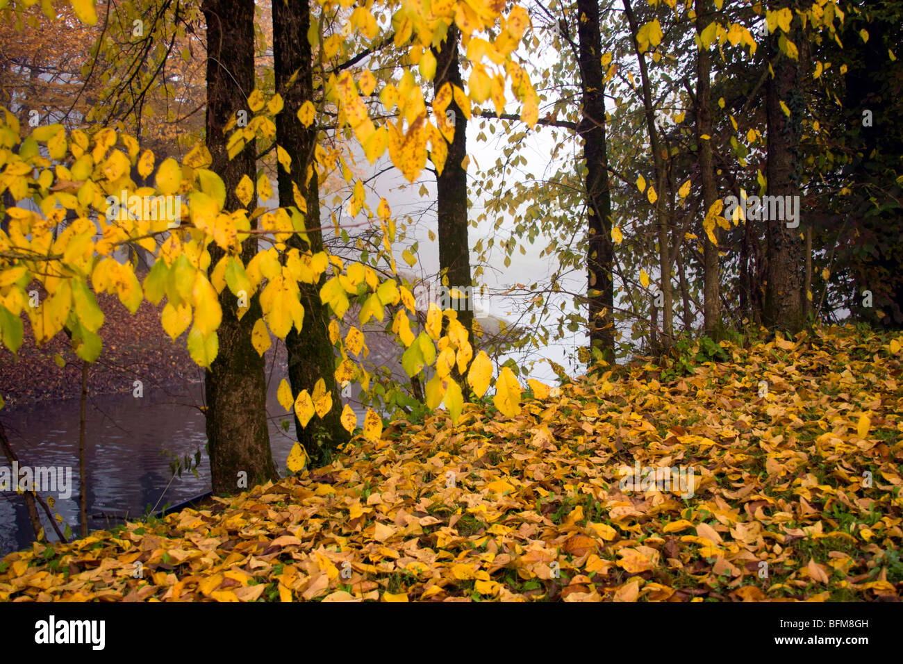 Herbst am Fluss in den frühen Morgenstunden. Stockfoto