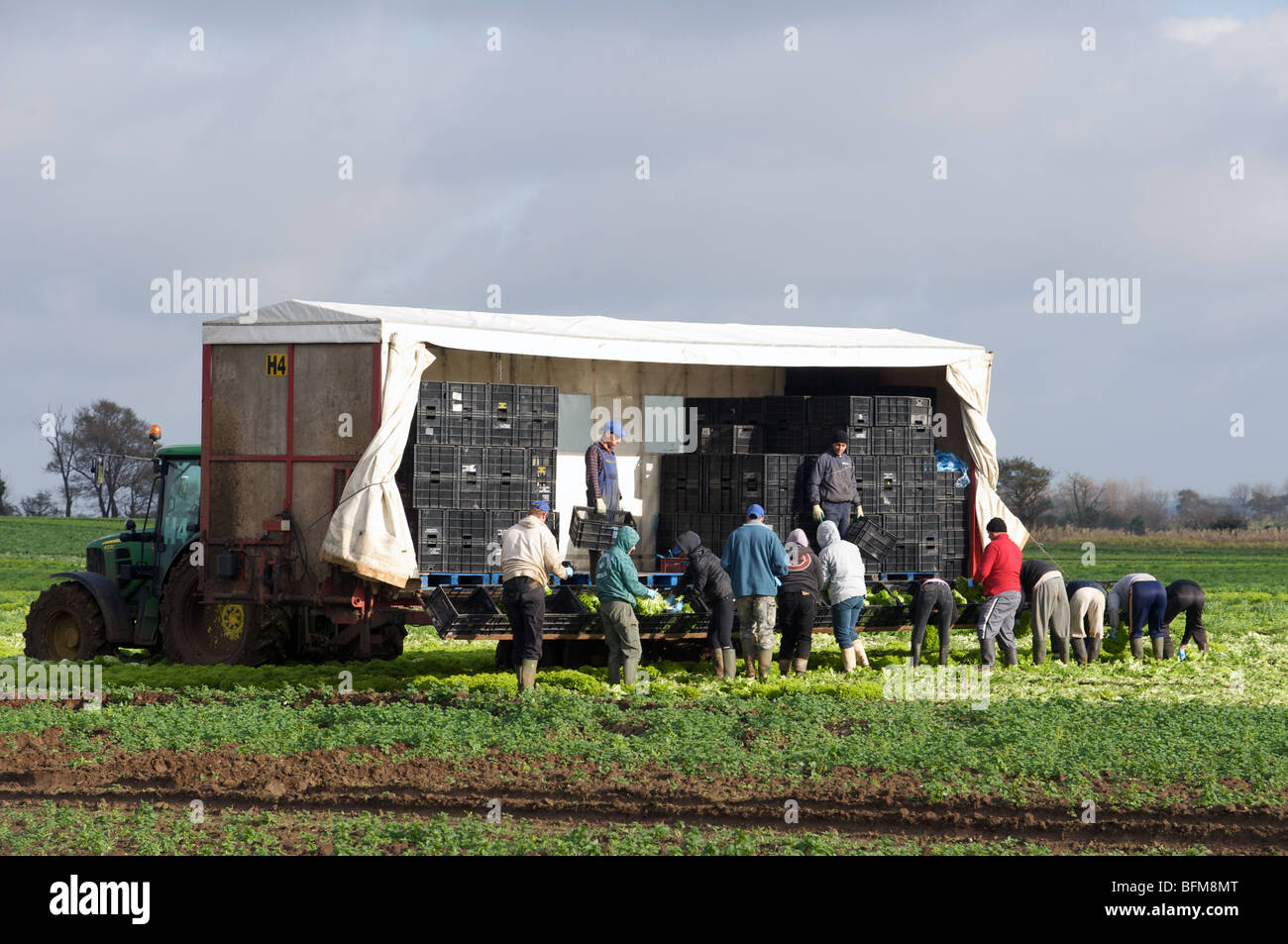 Arbeitsmigranten aus Osteuropa Ernte Salate Stockfoto