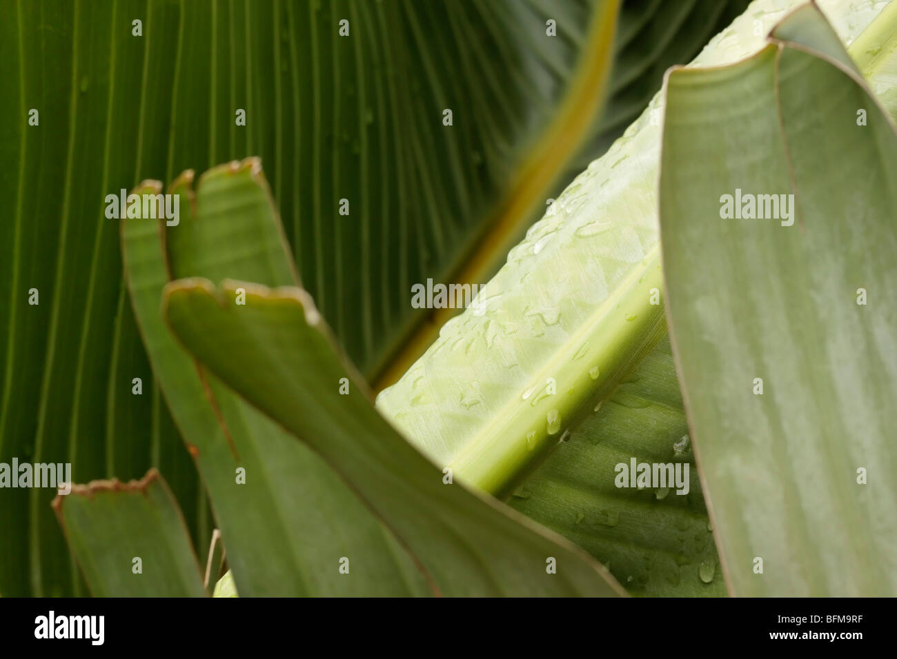 Riesigen Strelitzia (wilde Banane) Blättern in scharfe Details Stockfoto