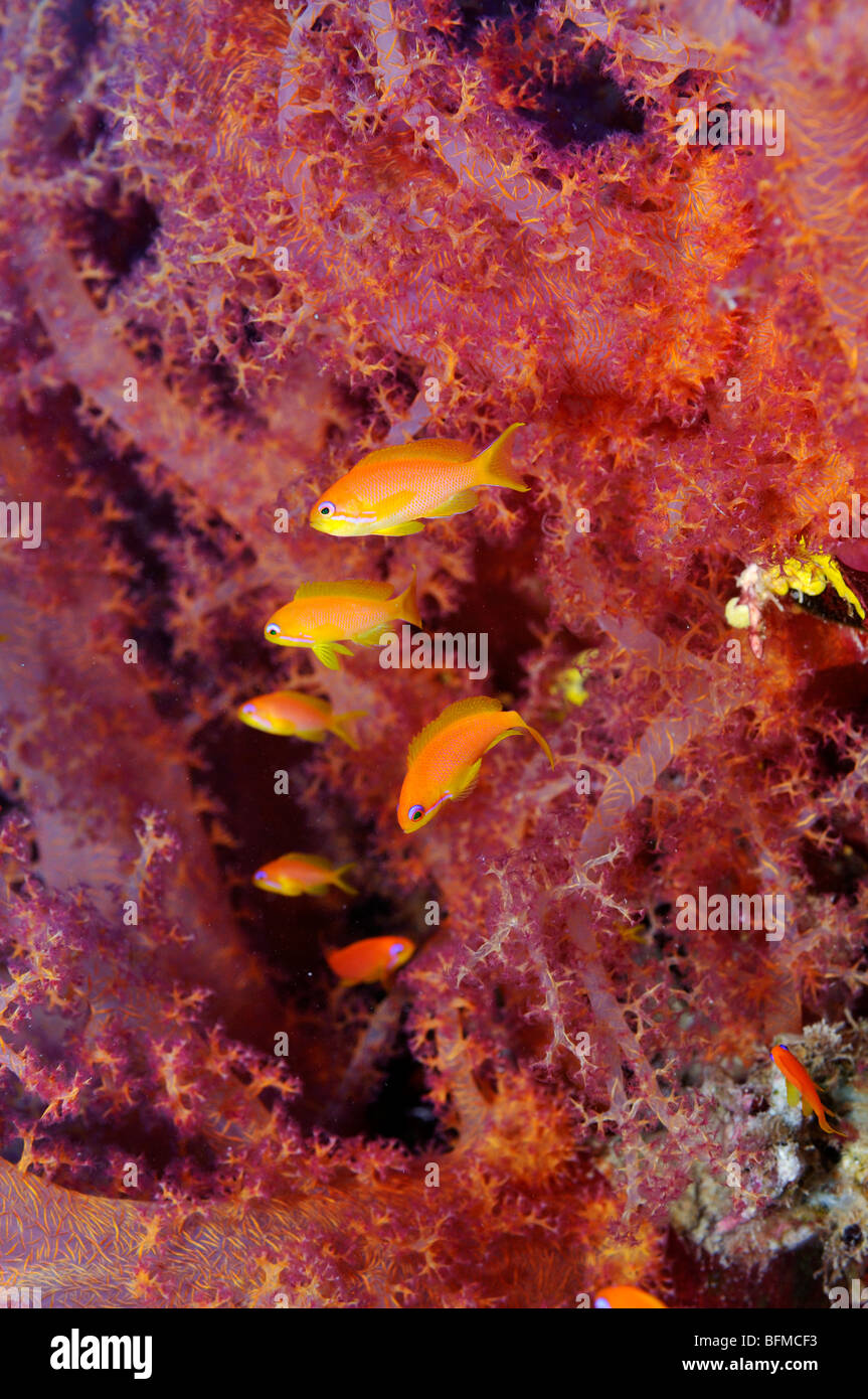 Scalefin oder Lyretail Anthias, Pseudanthias Squamipinnis, durch Dendronephthya Weichkorallen, "Red Sea" Stockfoto