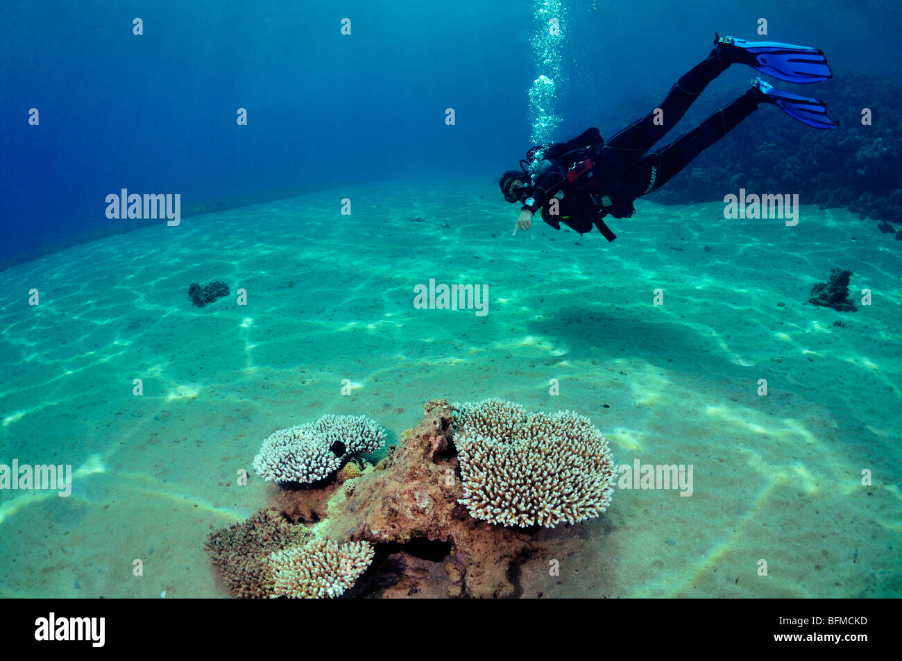 Scuba Diver auf Korallen. "Rote Meer" Stockfoto