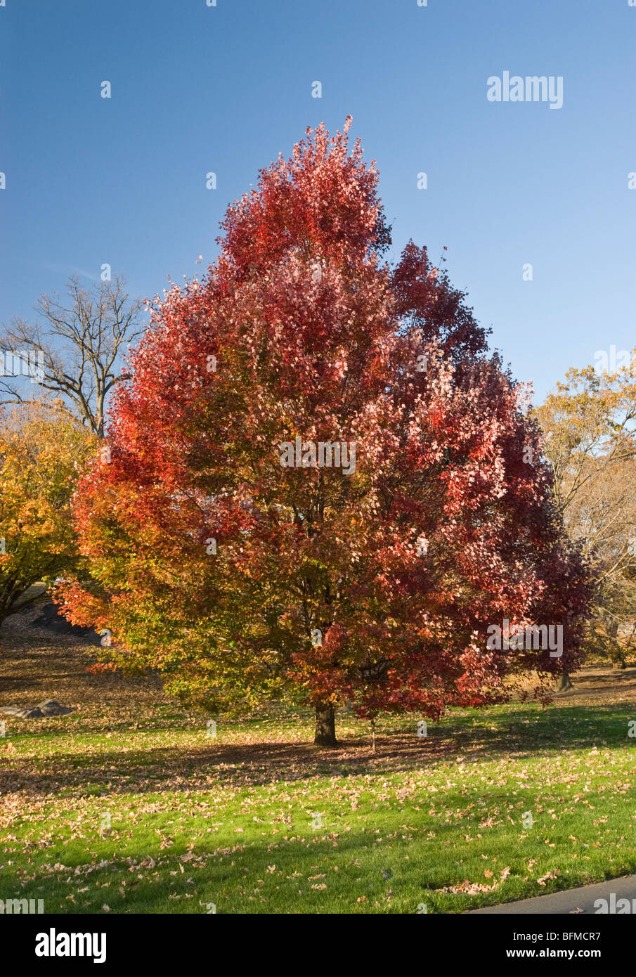 Rot-Ahorn - Acer Rubrum 'Oktober Glory' Stockfoto