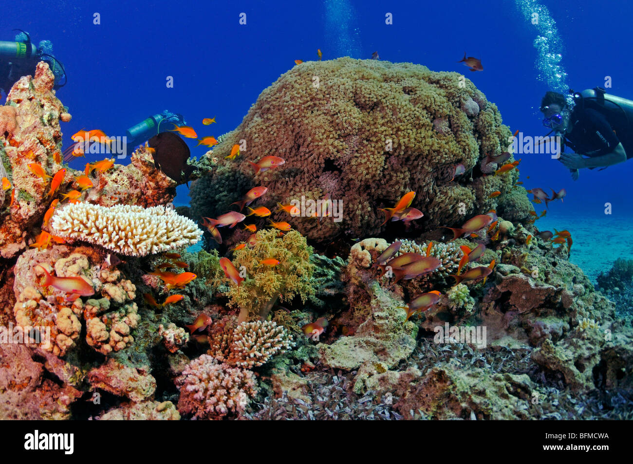 Taucher am Korallenriff, "Red Sea" Stockfoto