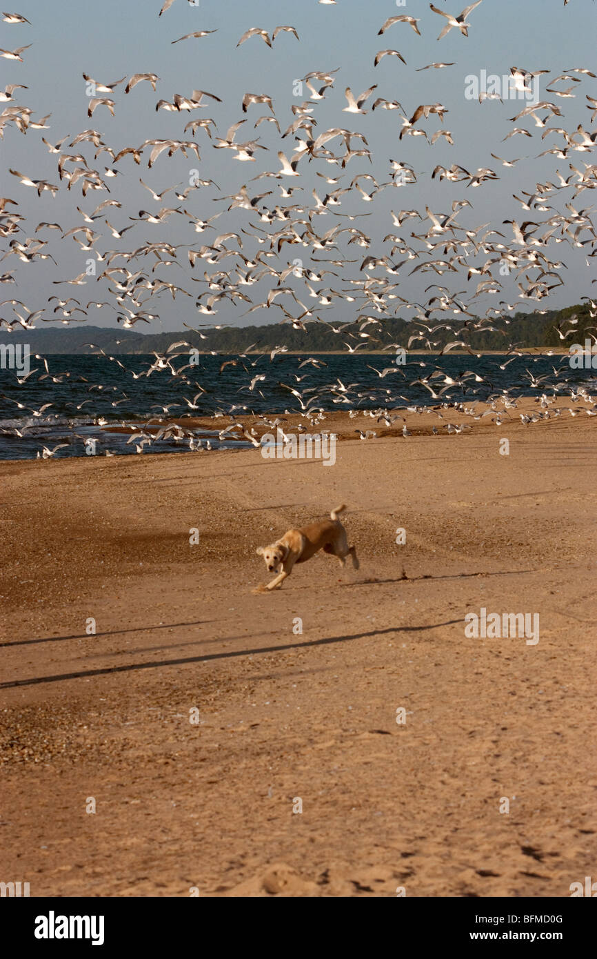 Hund läuft mit Möwen am Strand Stockfoto