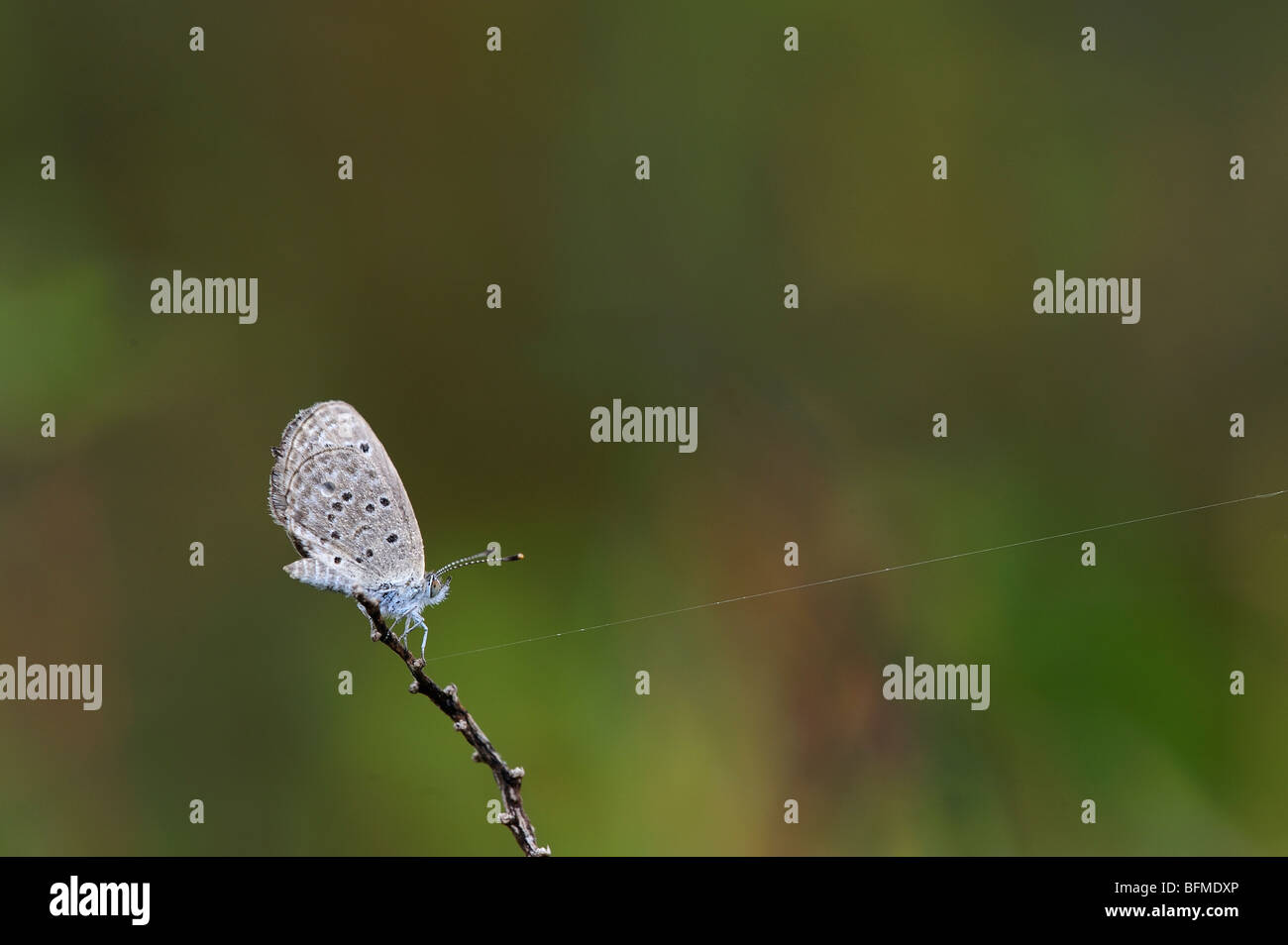 Schmetterling und ein Web-Strang Stockfoto