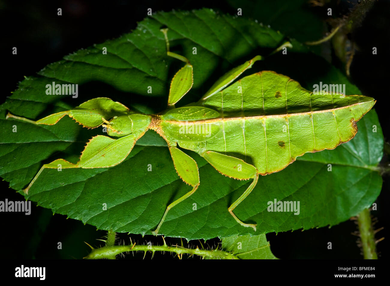 Phyllium Sp. Philippinen Blatt Insekt Spazierstock Aussehen von einem Blatt aussehen Leafinsect Tier grünes Blatt Blätter Stockfoto
