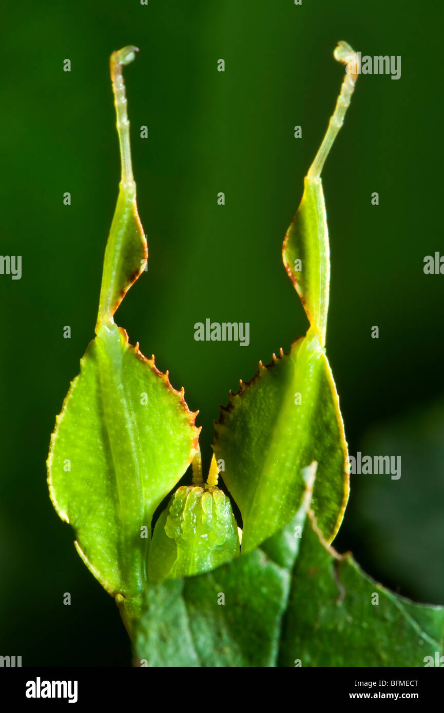 Phyllium Sp. Philippinen Blatt Insekt Spazierstock Aussehen von einem Blatt aussehen Leafinsect Tier grünes Blatt Blätter Stockfoto