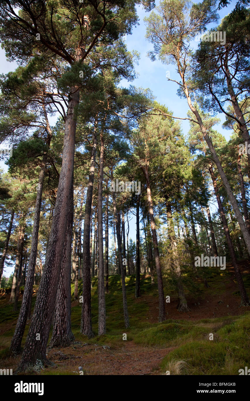 Scots Kiefern in Mar Immobilien, in der Nähe der Linn von Dee, Braemar, Cairngorms National Park, Schottland, Großbritannien Stockfoto