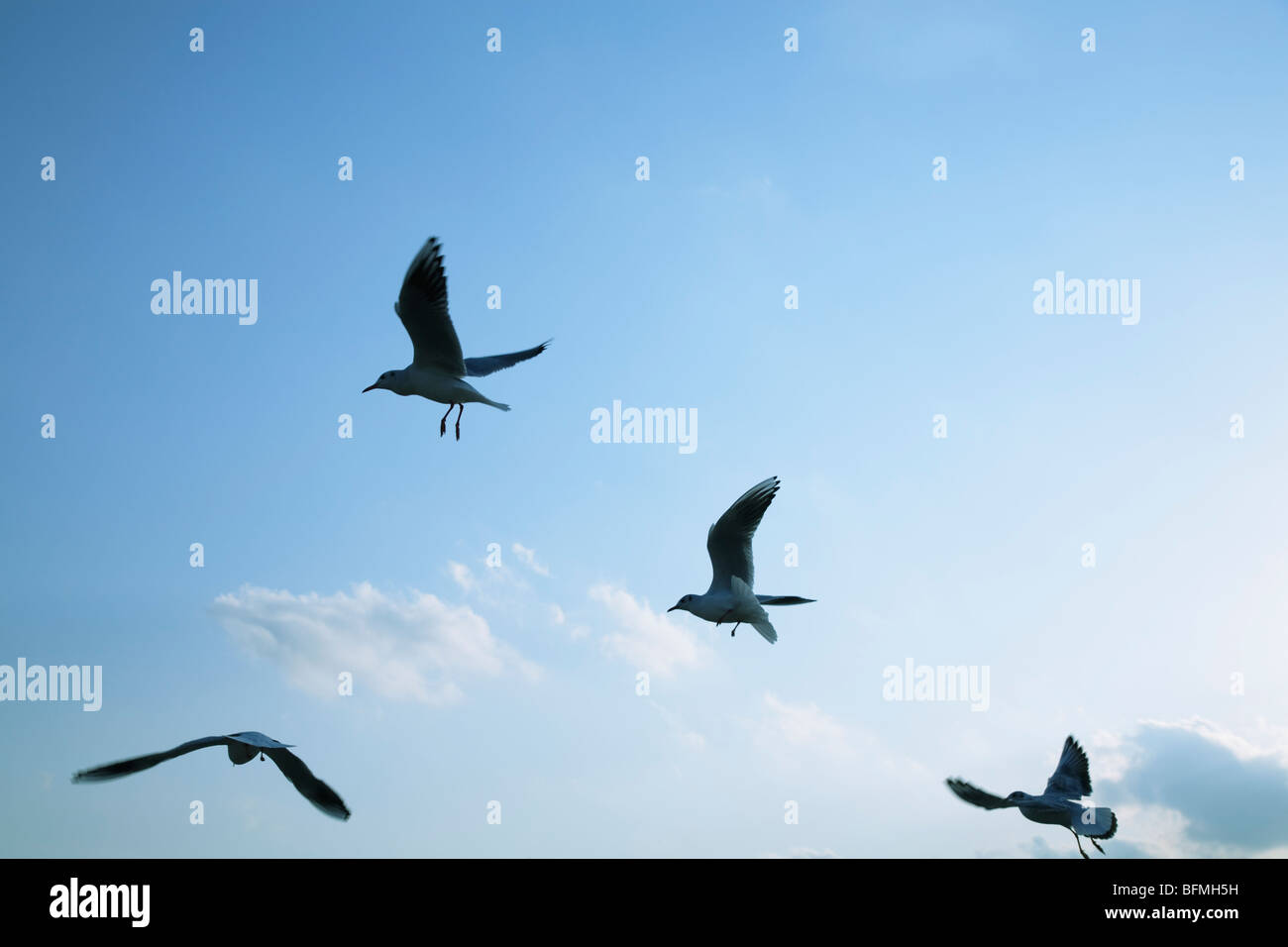 Möwen fliegen in der Luft Stockfoto