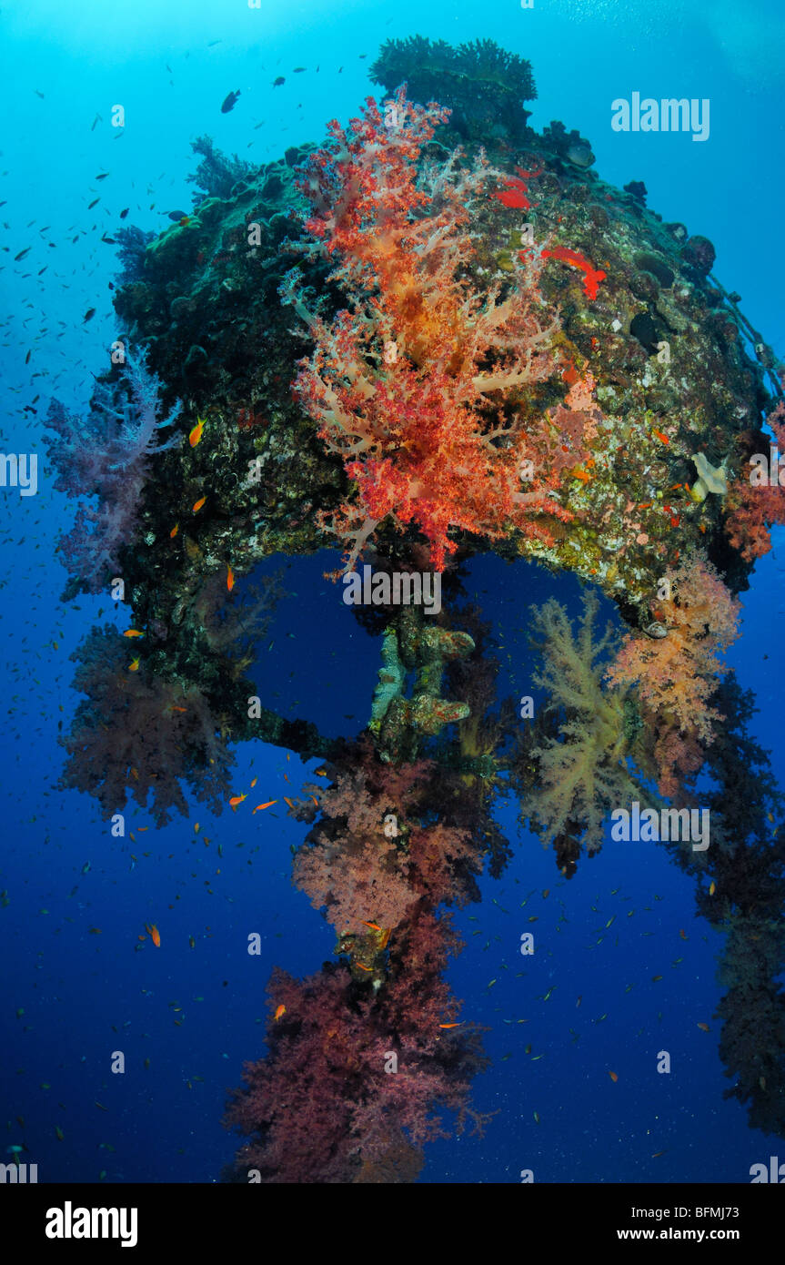 Bunte Weichkorallen und Reflexion des "Luftpolster" bei MFO "The Platinen" Liegeplatz Boje Nuweiba, Rotes Meer, Ägypten Stockfoto