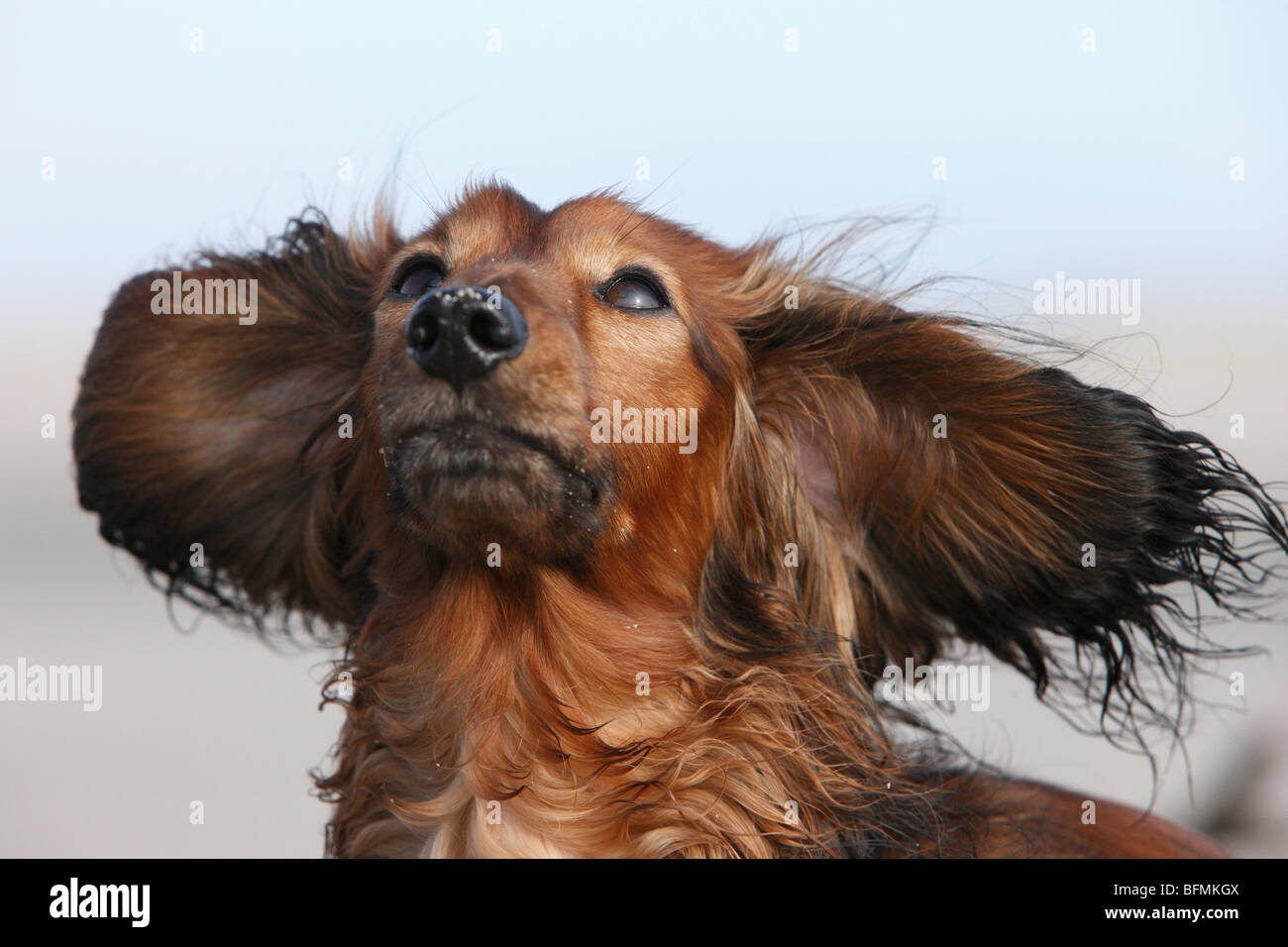 Porträt von einem 6 Jahre alten Hund mit fliegenden Ohren, Deutschland Stockfoto