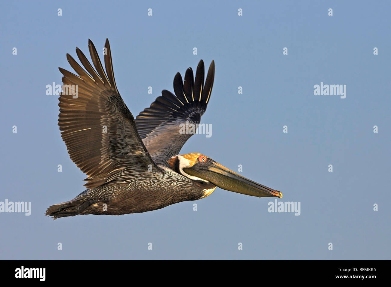 brauner Pelikan (Pelecanus Occidentalis), fliegen, USA, Florida, Everglades Nationalpark Stockfoto