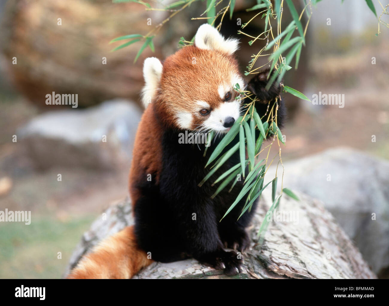 Bambus essen -Fotos und -Bildmaterial in hoher Auflsung  Alamy