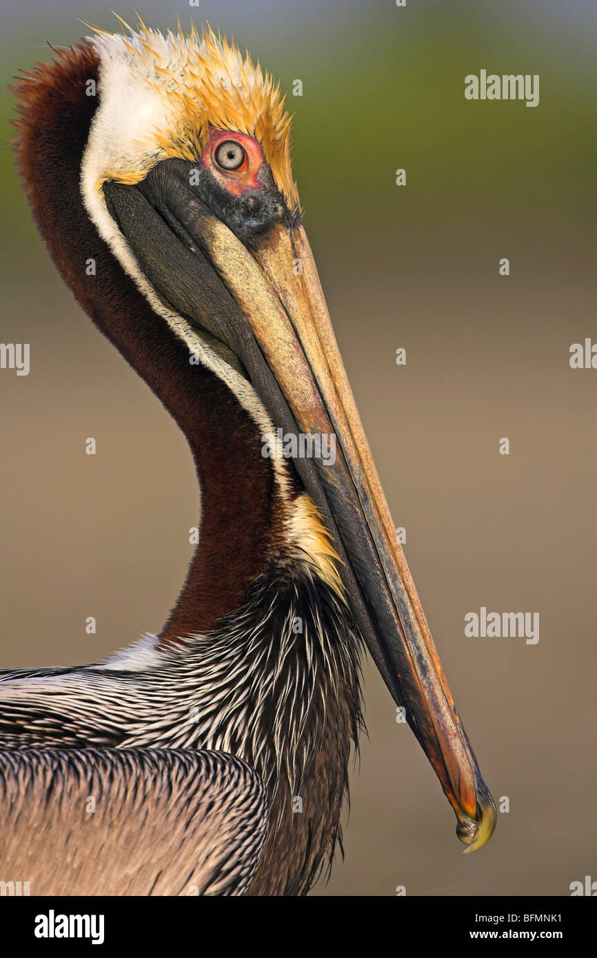 brauner Pelikan (Pelecanus Occidentalis), Porträt, USA, Florida, Everglades Nationalpark Stockfoto