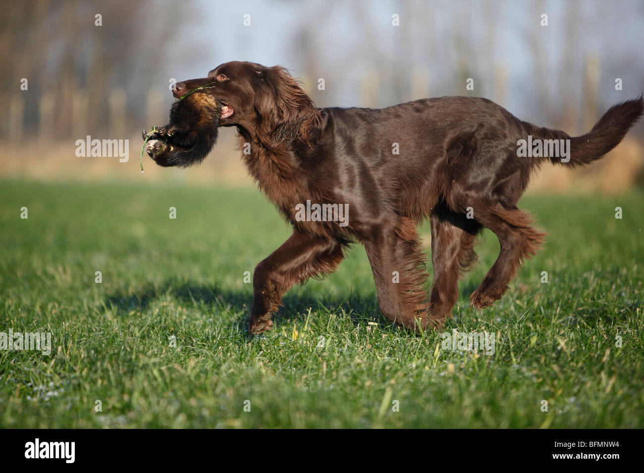 Deutscher langhaariger Vorstehhund (Canis Lupus F. Familiaris), braune Männchen ein Marder abrufen Stockfoto